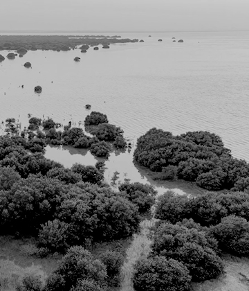 هيئة البيئة تتعاون مع «إينبيكس–جودكو» لتعزيز أبحاث القرم